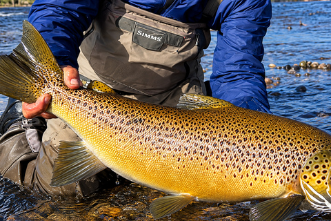 Bariloche, Private Fishing on the LimayEscSur River Bariloche, Private Fishing on the Limay River EscSur
