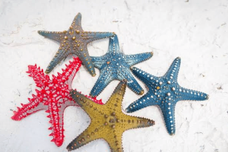 Zanzibar: Swim with Starfish and Snorkeling At Blue Lagoon