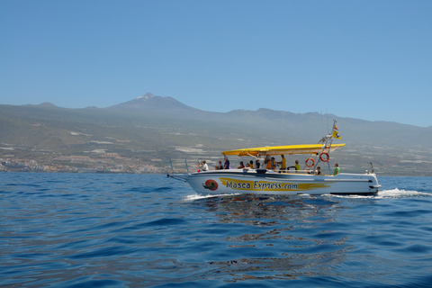 Los Gigantes: Tour de avistamiento de ballenas y delfines a nado