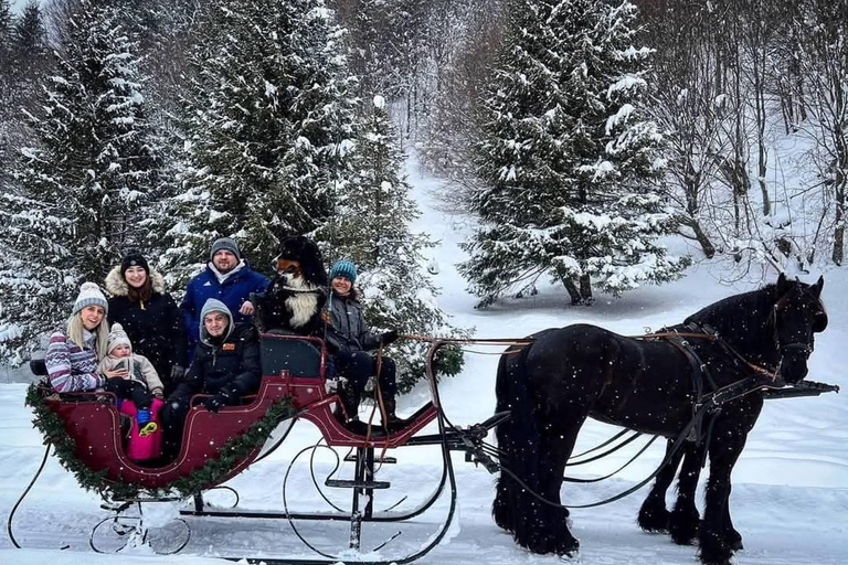 Brașov: Horse-Drawn Sleigh or Carriage Ride with Pickup