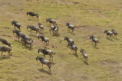 4 dagars safari i Masaai Mara och Nakurusjöns nationalpark