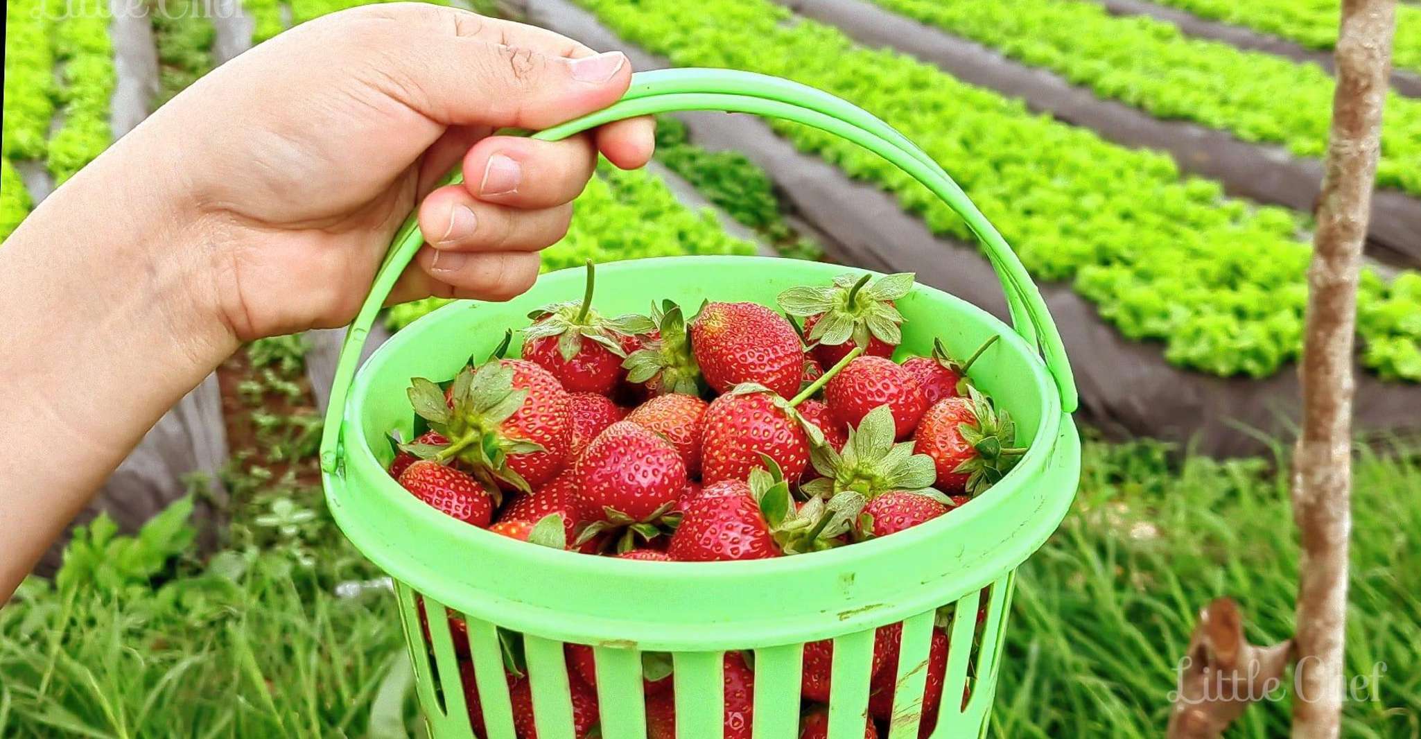 Visite de la campagne de Baguio (Visite privée) - Hizvo