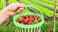 Baguio Country Side Tour (Tour privato) - Hizvo