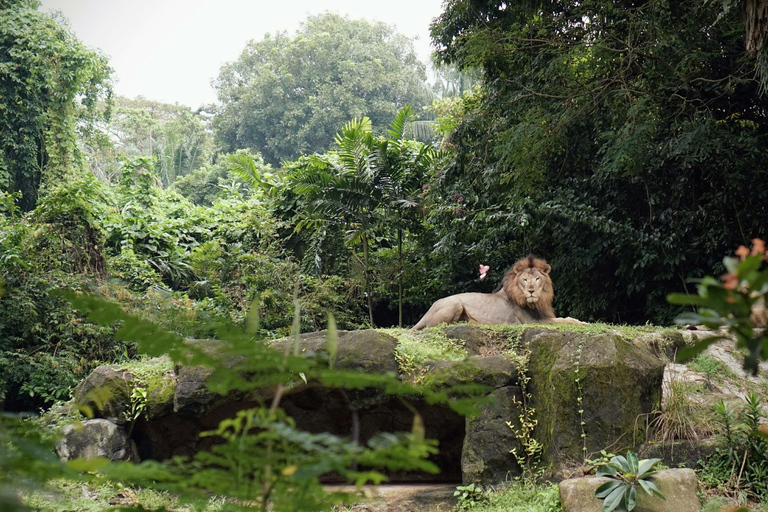 Singapore: Zoo & Night Safari Combos with Hotel Pick & Drop Zoo + Bird Paradise + River Wonders + NightSafari + Transfer