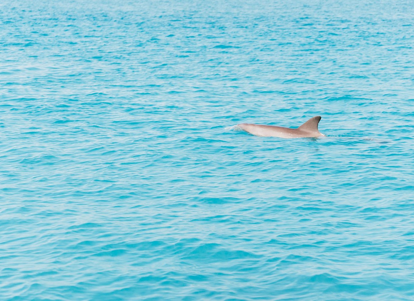 Key West: Økologisk krydstogt med delfinkiggeri og snorkling