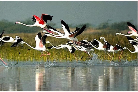 Agra to Jaipur one way transfer with Keoladeo Birds Park