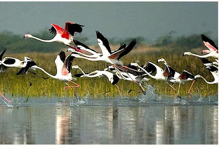 Agra to Jaipur one way transfer with Keoladeo Birds Park