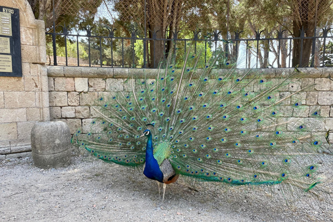 Excursion de luxe à Rhodes comprenant Lindos, la vieille ville et une dégustation de vin