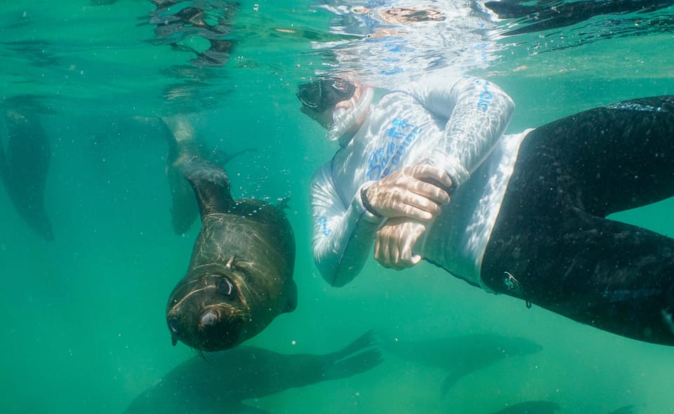 Plettenberg Bay: Swim with the Seals | GetYourGuide