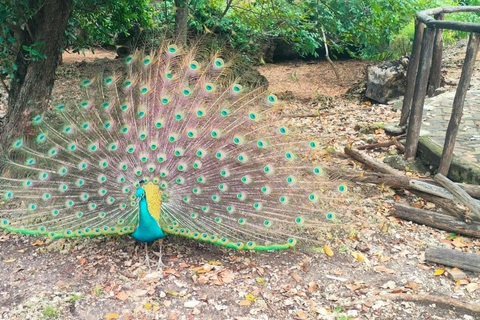 Zanzibar:Prison Island Private Tour–Meet the Giant Tortoises Prison Island & Nakupenda Sandbank Tour with Lunch