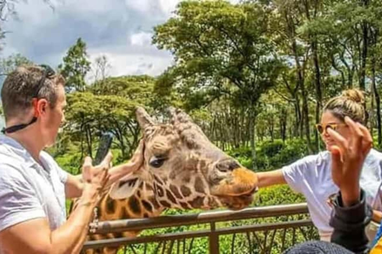 Nairobi: Giraffe Centre Visit and Giraffe Feeding Experience