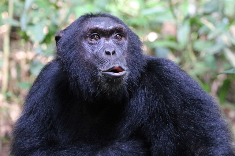 4天基巴莱森林黑猩猩追踪私人游4-Day Kibale Forest Chimpanzee Tracking Private Safari