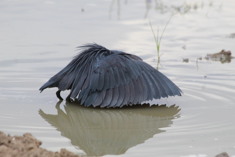 3-days Selous GR /Nyerere NP unforgettable fishing safari.