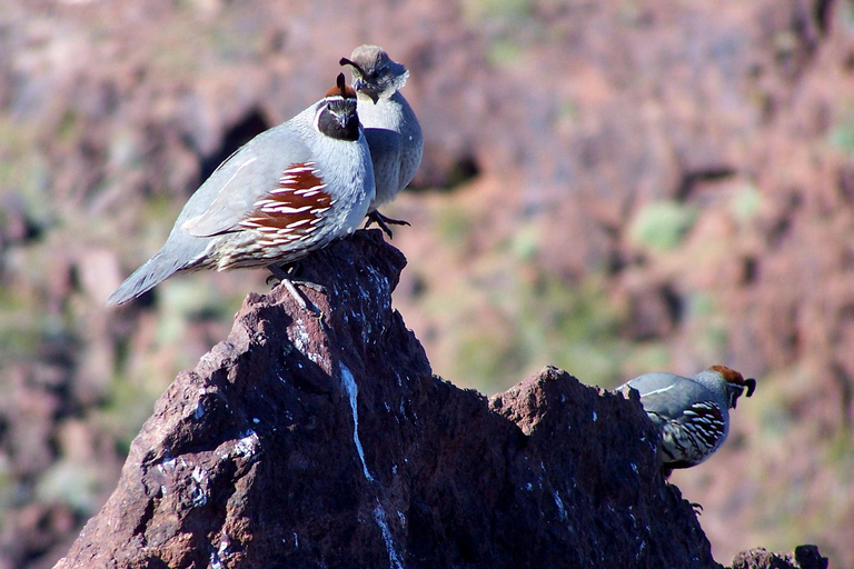 Las Vegas: Small Group Hoover Dam, Power Plant & Bridge Tour