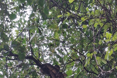 Khao Lak: The Little Amazon Thajood Tourism community