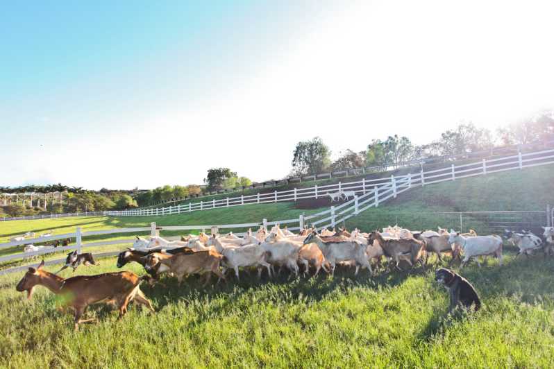 goat farm tour maui