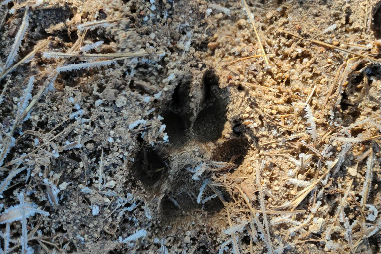 From Sofia: Wildlife Tracking & Search Science Expedition