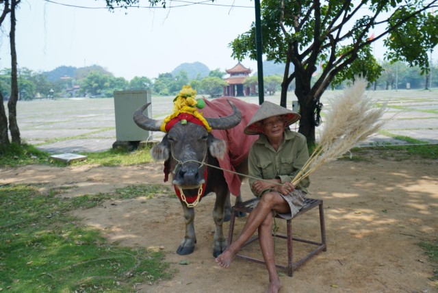 Local Farmer Riding Buffalo - Hoa Lu - Tam Coc Boating Tour