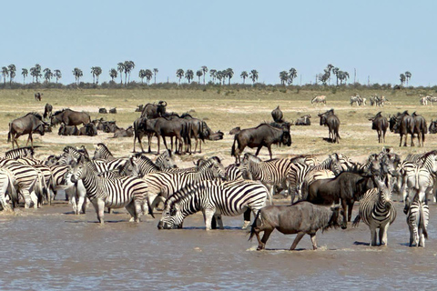 Botsuana: Guía de viaje económico en solitario con anfitrión local