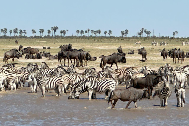 Botsuana: Guía de viaje económico en solitario con anfitrión local