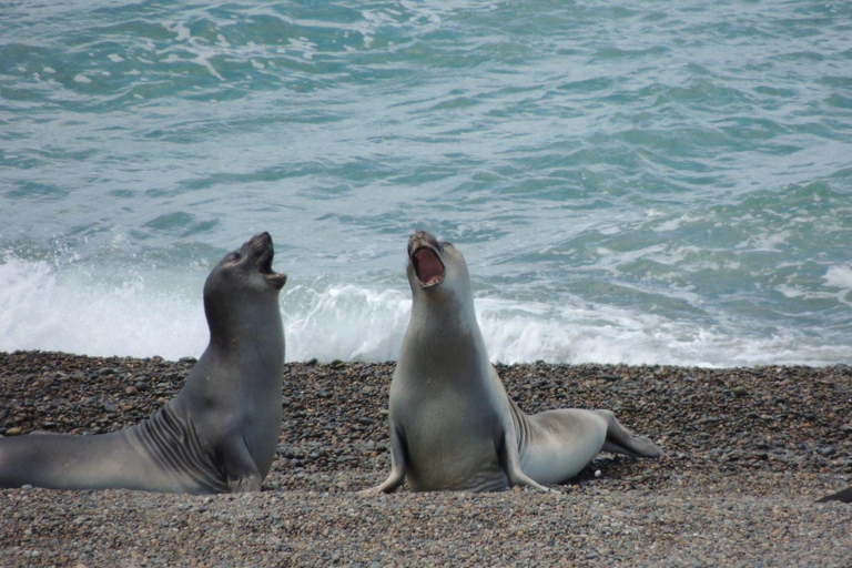 Speedboat tour of the Palomino Islands + Swim with sea lions