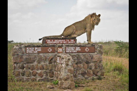 Nairobi nationalpark halvdagstur med guide