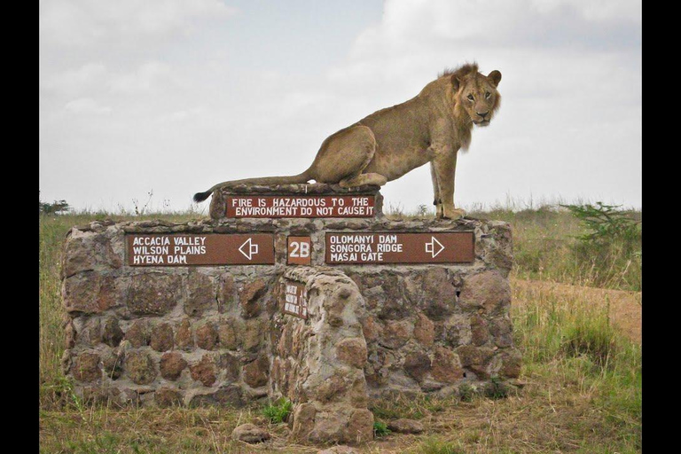 Nairobi National Park halve dag tour met gids