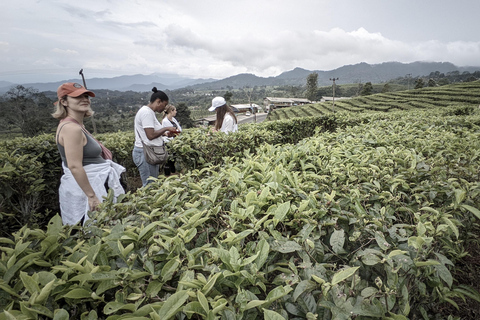 Bandung Countryside Tour: Waterfall, Rice Fields &amp; Culture