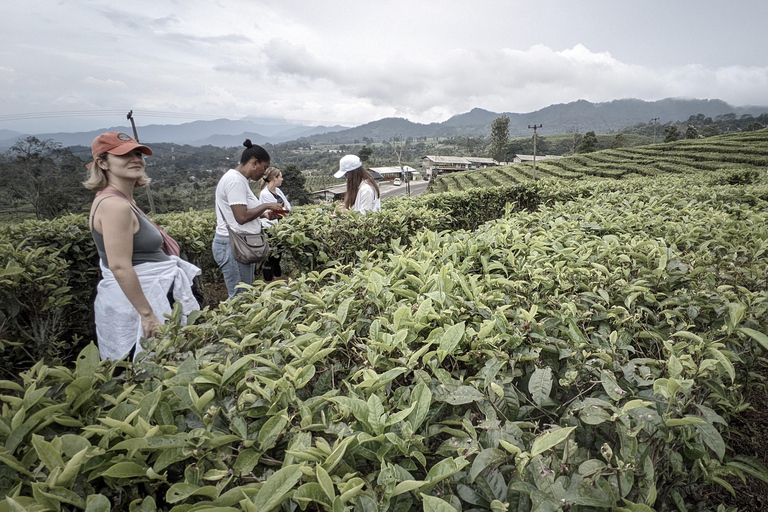 Bandung Countryside Tour: Waterfall, Rice Fields &amp; Culture