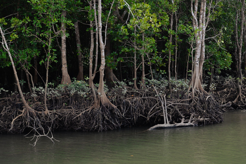 Langkawi: Kilim Geopark Mangrove Tour with Eagle Watching