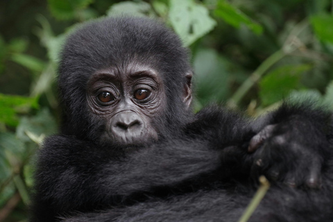 Uganda: 8-Day Wildlife Safari With Chimps & Gorilla Tracking