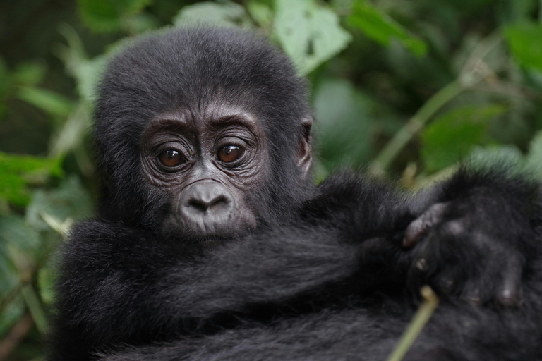 Uganda: 8-Day Wildlife Safari With Chimps & Gorilla Tracking