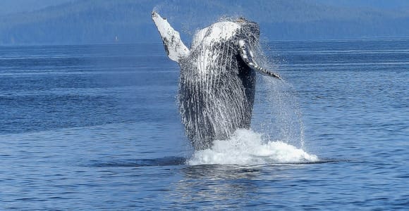 Oahu: Whale Watching Afternoon Sailing Cruise