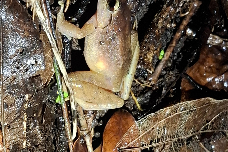 Santa Elena: Wildlife Refuge Monteverde Night Walking Tour