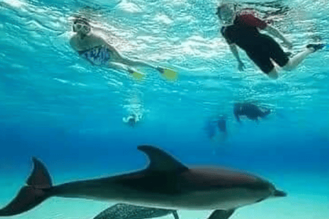 Zanzibar: Menamba Dolphins with Snorkeling Tour