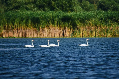 Delta del Danubio: tour in barca attraverso la riserva delle ninfee
