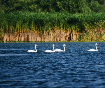 Delta do Danúbio: Passeio de barco pela reserva de nenúfares