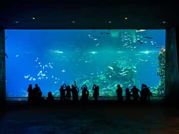 Gran Acuario Mazatlan