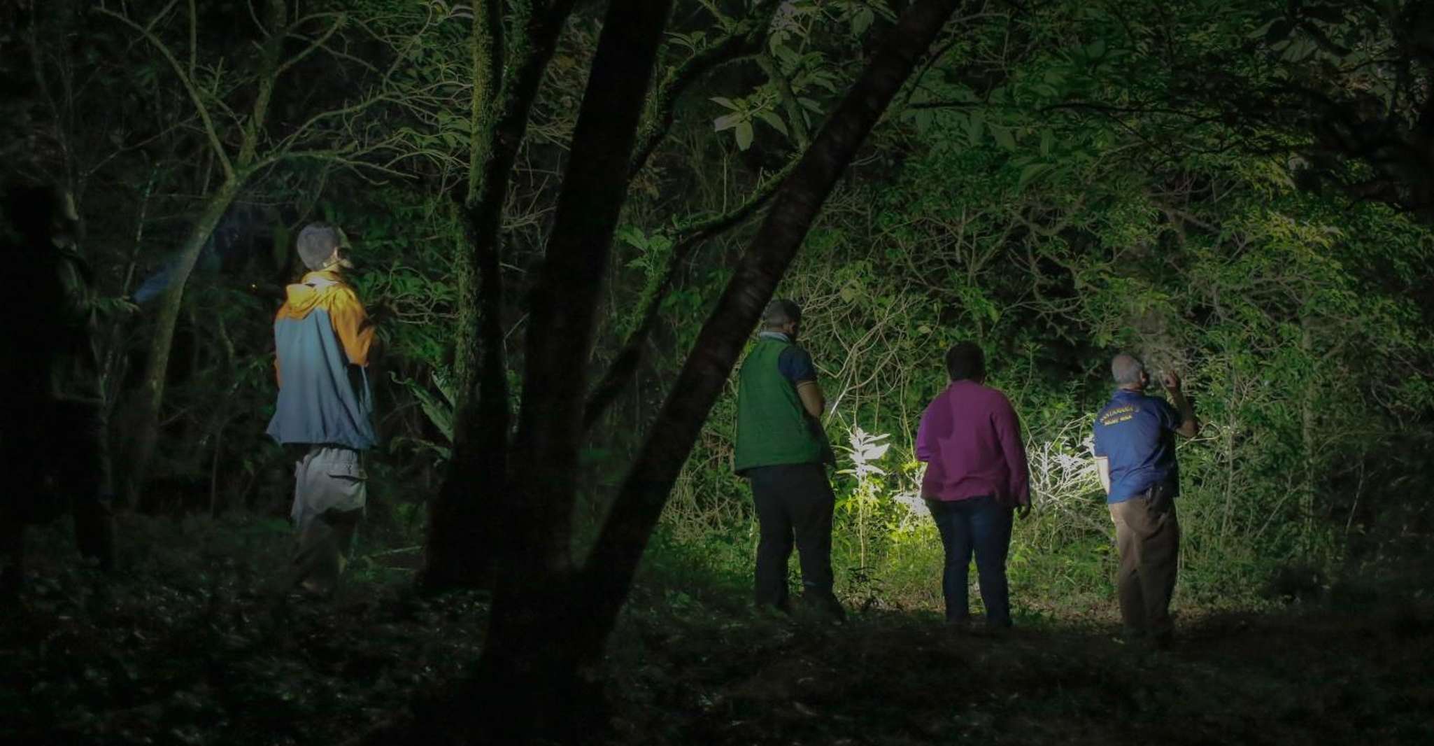 Uvita, Nature & Wildlife Night Tour in Tropical Forest - Hizvo