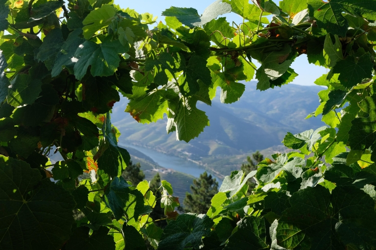 Ab Porto: Douro-Tal mit Weinverkostung und optionalem LunchAb Porto: Douro-Tal Tour mit Weinprobe & Mittagessen