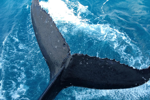 Noosa Thriller Whale Watching