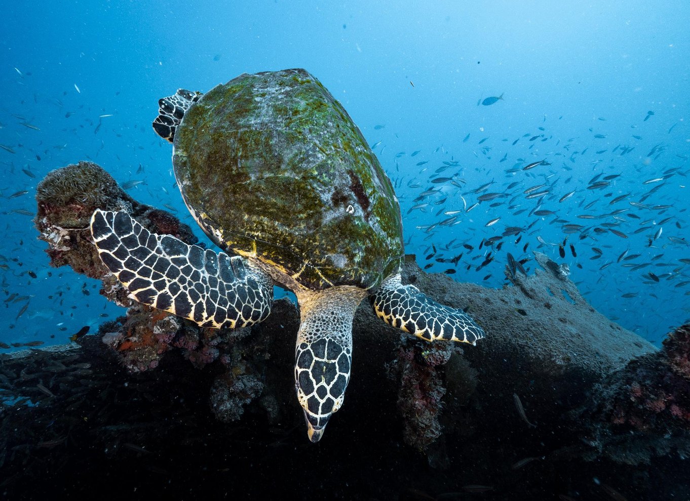 Townsville eller Magnetic Island: Dagstur til Yongala Wreck Dive