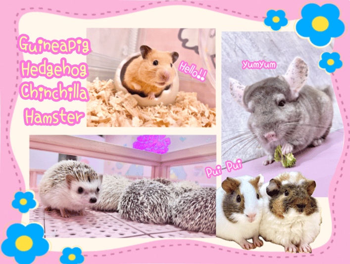 Very popular in Harajuku♡Animal petting zoo