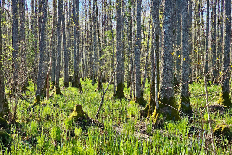 Great Ķemeri Bog & Swamp Forest Hiking Adventure Shared group tour