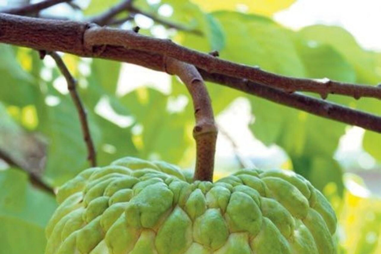 Pemba Island: Spice Farm and Mkama Ndume Tour