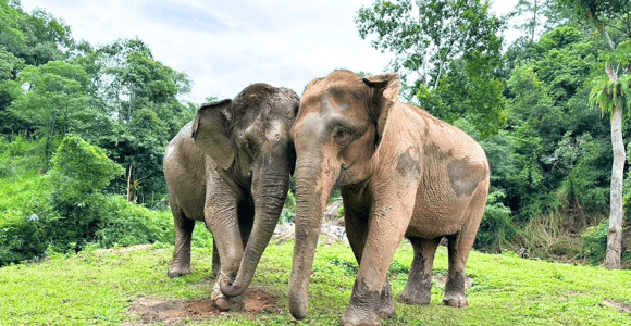 Chiang Mai: Full Day Ethical Elephant Sanctuary & Waterfall