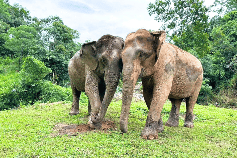 Chiang Mai: Día Completo Santuario Ético de Elefantes y Cascada