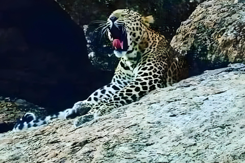 贾瓦伊：猎豹巡游与野生动物探秘之旅贾瓦伊：豹猎游与野生动物体验