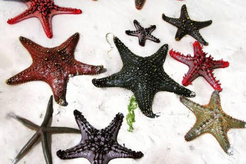 ZANZÍBAR: Stone Town, Star Fish, con la laguna y la roca.TOUR PRIVADO CON TRASLADO INCLUIDO