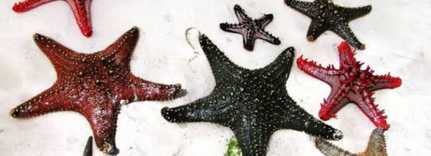 Zanzibar : aventure étoiles de mer, snorkeling et lagon bleu